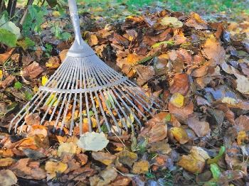 2019-2020 Leaf Collection