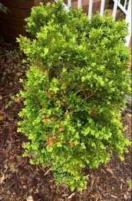 overall image of boxwood