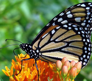 Butterfly Milkweed 