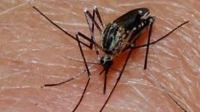 Mosquito biting a person